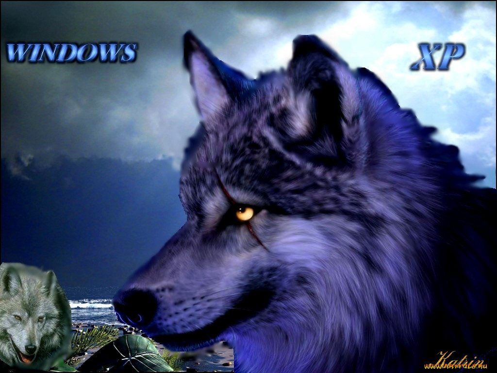wolf, xp, , windows